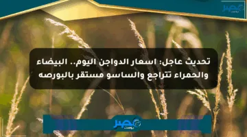 تحديث عاجل: أسعار الدواجن اليوم.. البيضاء والحمراء تتراجع والساسو مستقر بالبورصة